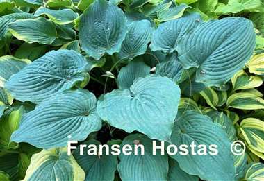 Hosta Ruffles n Ridges